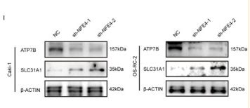 Slc31a1 Ctr1 Antibody Affinity Biosciences