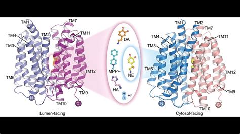 vmat inhibitors  medical marvel  minutes youtube