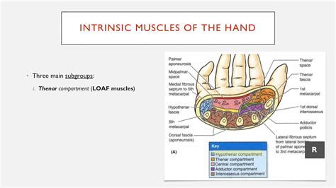 Summary Of The Intrinsic Muscles Of The Hand Youtube