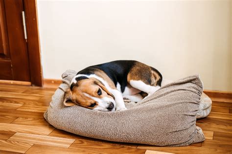Mysterious Canine Respiratory Infection – Prevention and Support – Dr