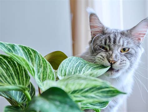 Why You Should Use Baking Soda for Your Hydrangeas