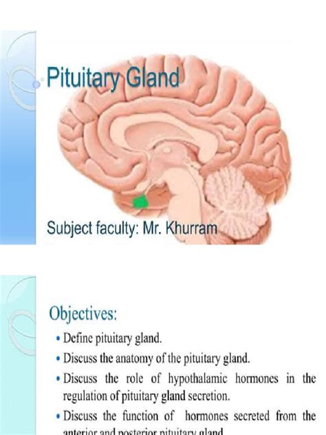 how to pronounce pituitary
