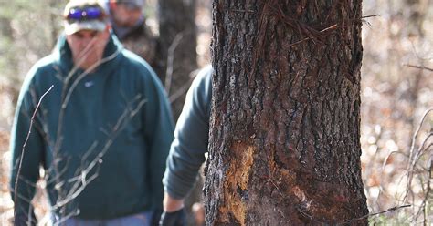 Four teenagers dead in overnight crash near Highlandville