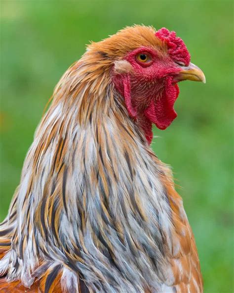 chicken combs wattles