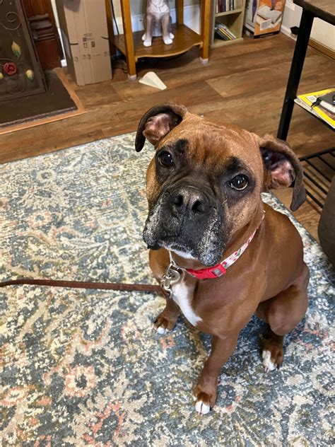 houston boxer rescue animal list 8