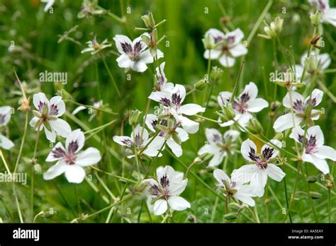Erodium Pallidum also known as E Petraeum pallidum Stock Photo - Alamy