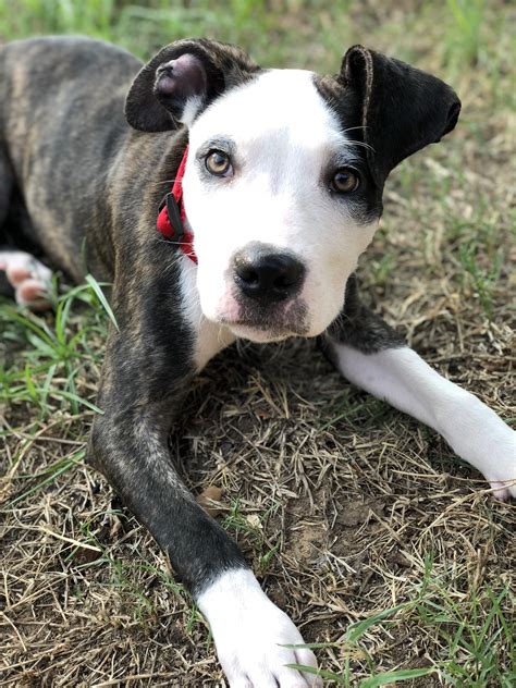 Introducing my new best friend, Andy. : r/pitbulls