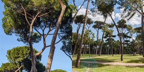 Umbrella Pine Trees In Rome Italy Symbol Of The Eternal City