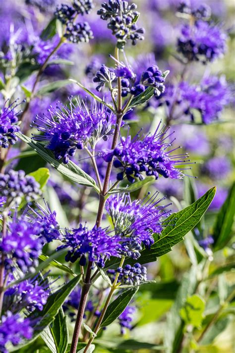 Small Perennial Flowering Shrubs