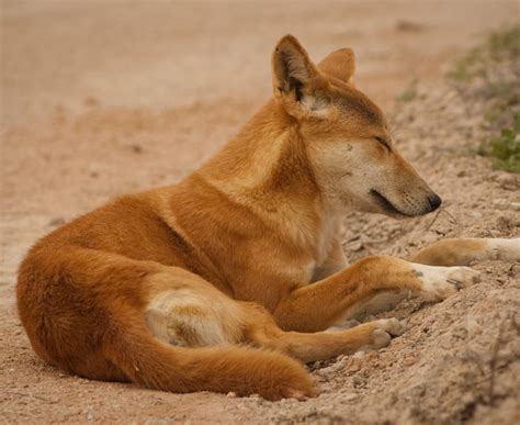 Australasian Mammals Picture Quiz including Dingo, Kangaroo, Koala