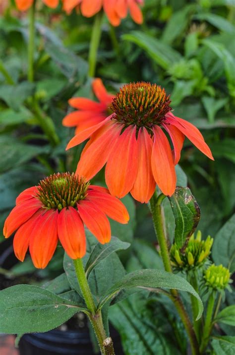 Echinacea Purpurea Sombrero Poco Hot Coral Balsompocel Coneflower Garden Center Marketing