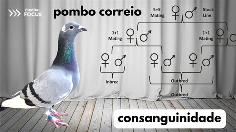 Plural De Pombo Correio
