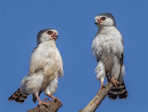 Pygmy Falcon - Owen Deutsch Photography