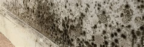 Professional Simultaneously Kills Mould Spores on Surfaces & Spores