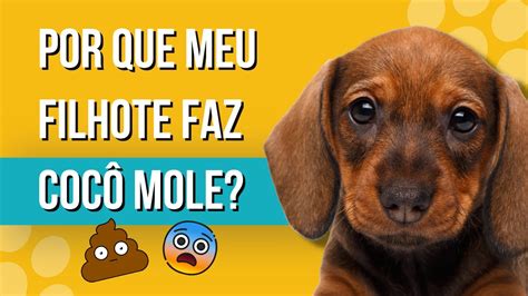 Cachorro Filhote Com Fezes Mole O Que Fazer