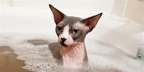 how to take care of a sphynx cat