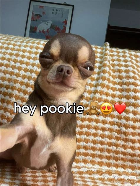 HEY POOKIE🧸😍🌹||my icon||(I made this for no reason fr) nel 2024