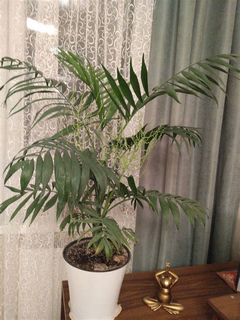 Бамбуковая пальма, Фикус Бенджамина, Кактус, Лавровое дерево, Мирт.