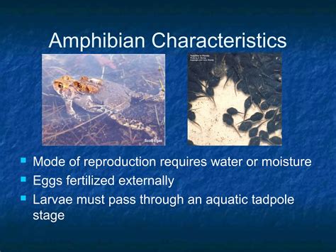 Characteristics Of Amphibians 6