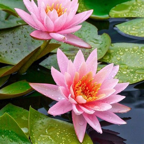 Pink Water Lily Pond Crate
