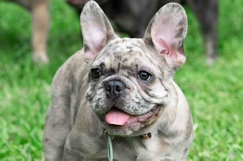 Do French Bulldogs Have Dew Claws