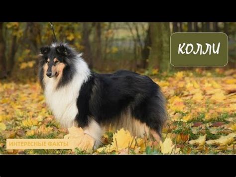 КОЛЛИ🐕/Животные life/Собаки/Животные/Интересные факты - YouTube