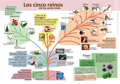 Los Cinco Reinos De Los Seres Vivos Invdes