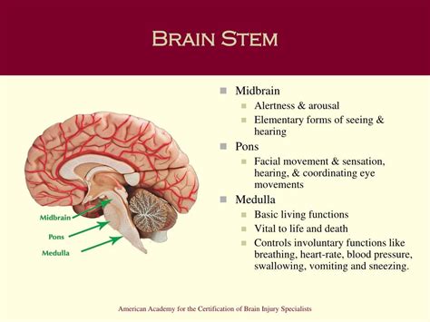 Brainstem Function