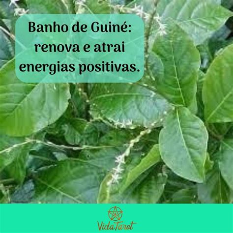 Qual O Melhor Dia Para Tomar Banho De Guiné - Banho de Guiné: renovador e atrai energias positivas. | Banho de ervas ...