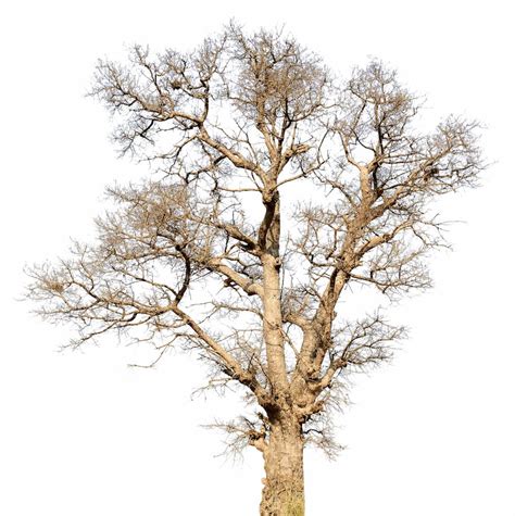 limbs dying   tree arborist usa