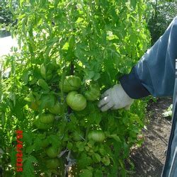 Томат Бычий лоб: описание сорта, ОТЗЫВЫ (12), фото