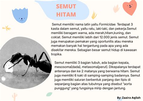 arti mimpi semut hitam bertelur