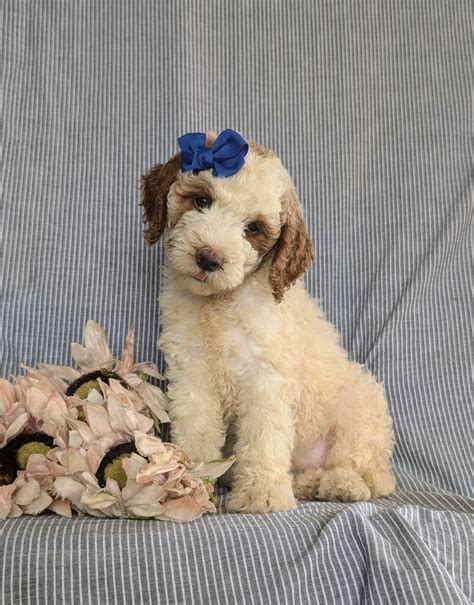 Indiana - Goldendoodle Puppy for Sale in Lancaster, PA | Lancaster Puppies