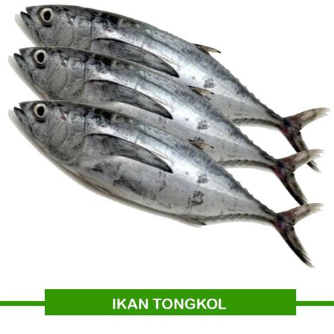 ikan tongkol segar pasar ikan laut segar jember