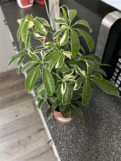 Never owned a moondrop plant. Please let me know the best care tips
