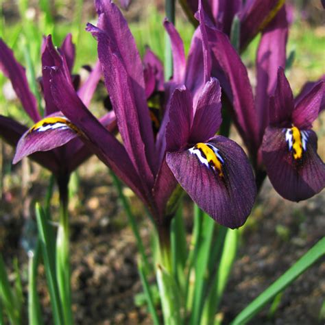 Купить луковичные ирисы почтой. Огромное разнообразие сортов.