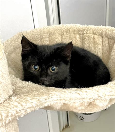 Take That Kittens – Hull Animal Welfare