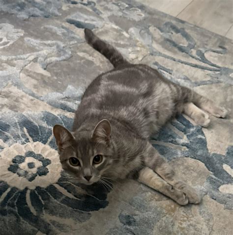 Oliver – Next Chapter Animal Rescue League