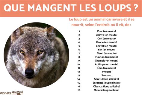 Sa Influent Faire Des Reproches Le Loup Mange Quoi Athl Tique