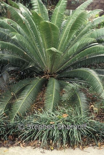 Dioon Mejiae