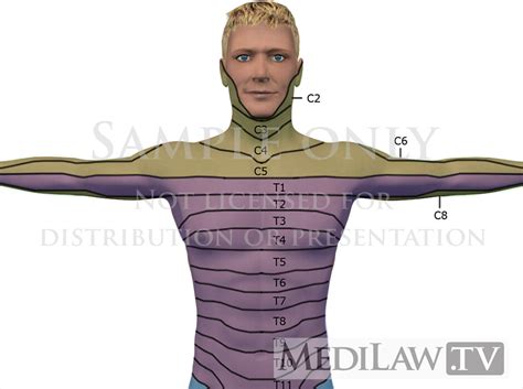 Cervical Dermatomes Face