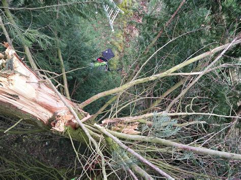 cut above tree & garden care 10