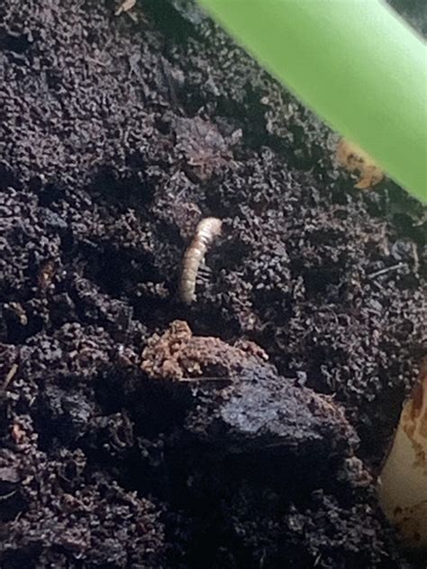 Millipedes or larvae? I’ve just seen 4 of these little bugs that I