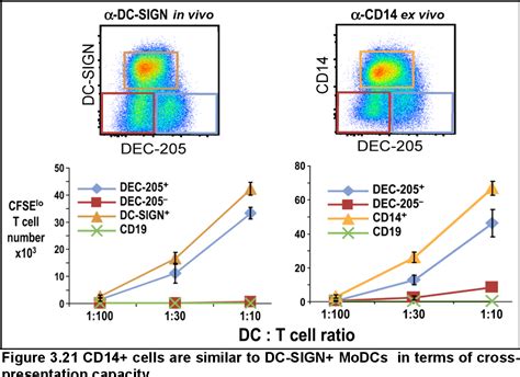figure    mouse  type lectin dc signcda   marker