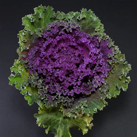 Ornamental Kale (Brassica oleracea var. acephala)