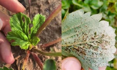 秋季草莓虫害危害：重点防治与识别 - 知乎