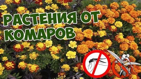 Растения от комаров 🌸 монарда лимонная цитронелла цейлонская пижма ...