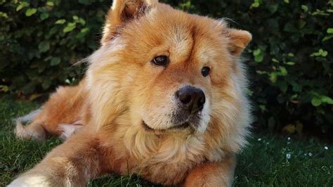 chow chow golden retriever mix