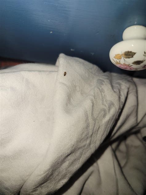 Found this bug in my dresser drawer, is it anything to worry about? : r