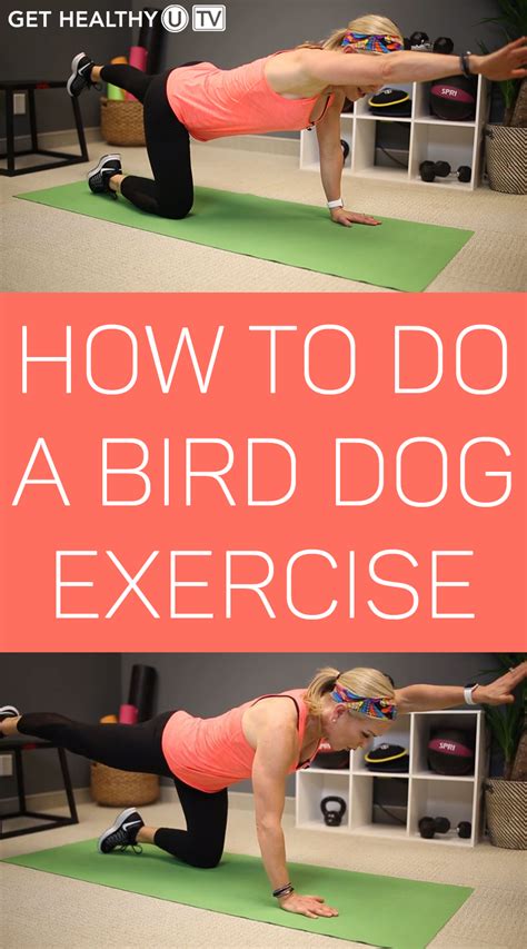bird dog exercise nasm  kenneth isaiah blog